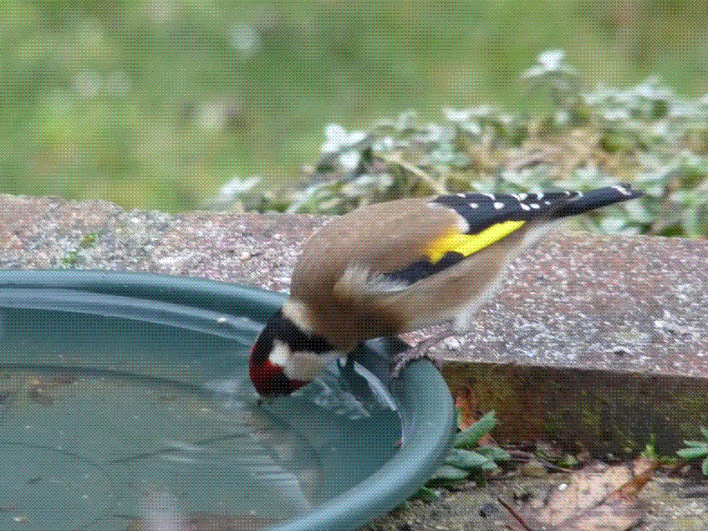 oiseau qui boit gif.gif