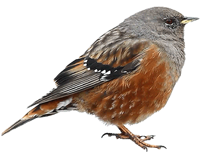 oiseau_animé.gif