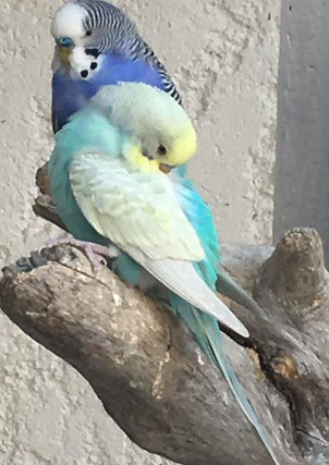 oiseaux perruches yoki pearl.jpg