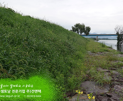 [식생토낭] 남지수변구역