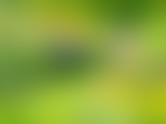 The Beauty and Benefits of Rain Gardens in New Jersey