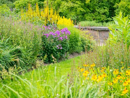 The Beauty and Benefits of Rain Gardens in New Jersey
