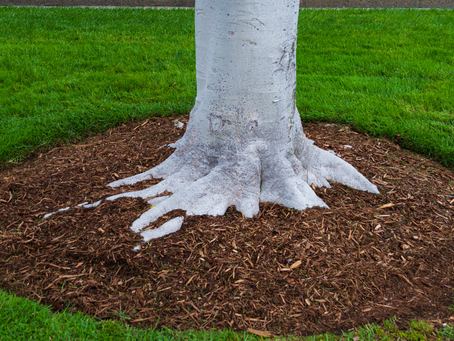 Why you should install Mulch on your property using landscaping Services!