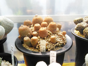 多肉植物をさがして