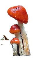 Leratiomyces ceres_edited_edited_edited.