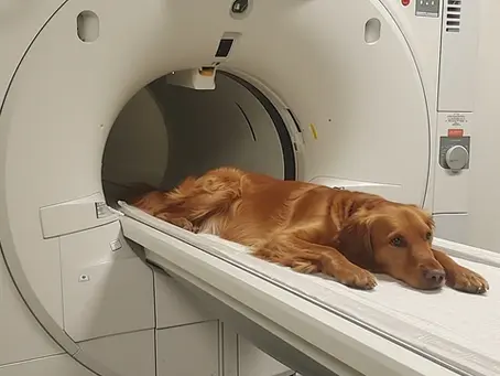 Advancing Veterinary Care in Lake Tahoe: Our New CT Scanner is Here