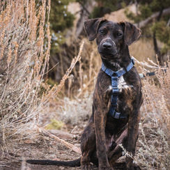 Bowie: A Journey of Healing and Hope