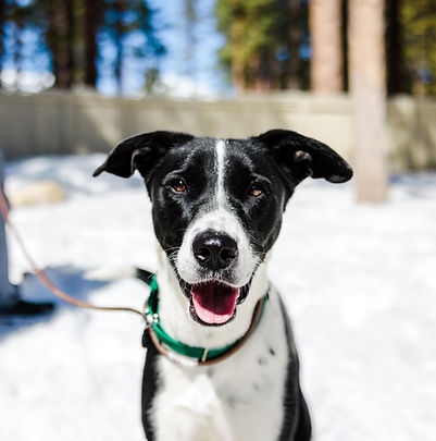 Border Collie and Pet Network Staff