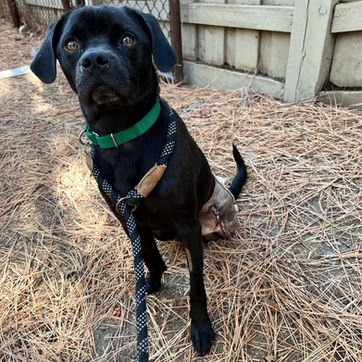 Gulliver: A Resilient Spirit Finds Joy