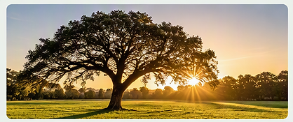 Adopt a Spot Oak Tree.png