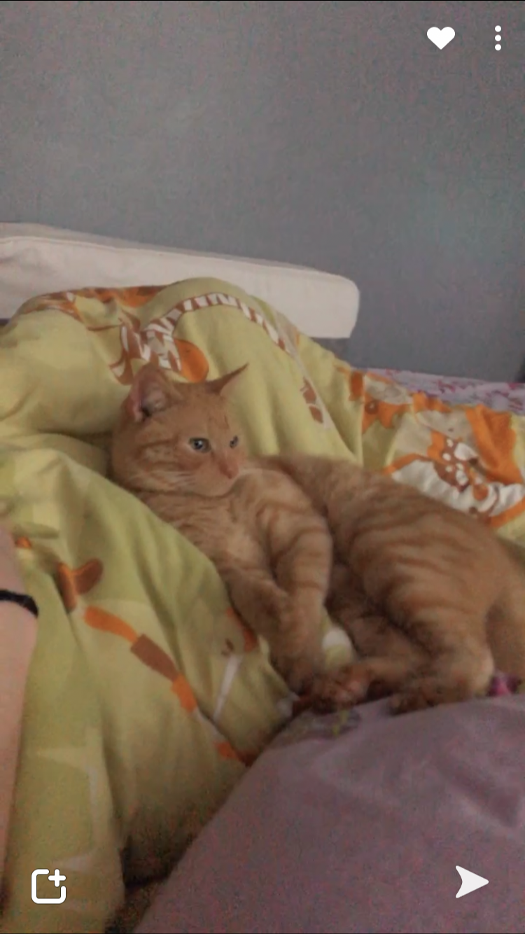 Caramel Chat Europeen Bondy