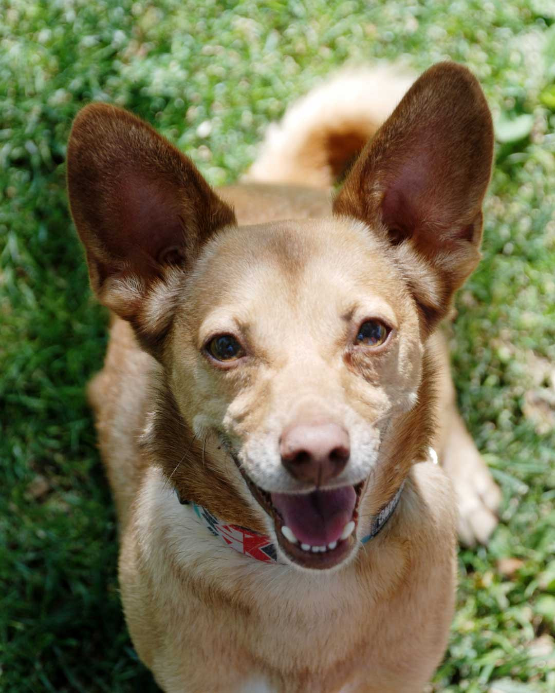 basenji chihuahua mix