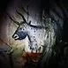 Pestera-Bolii-Petrossani-Hunedoara_01.webp