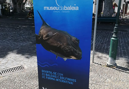 baleia 3.jpg