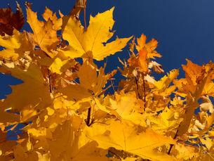 Images of autumn leaves