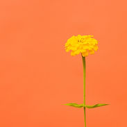 daisywild_9-1-20-6613-2.jpg