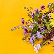 daisywild_9-1-20-6666-2.jpg