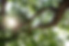 Tree-westminister(2of2).jpg