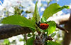 ladybug coverpage.jpg