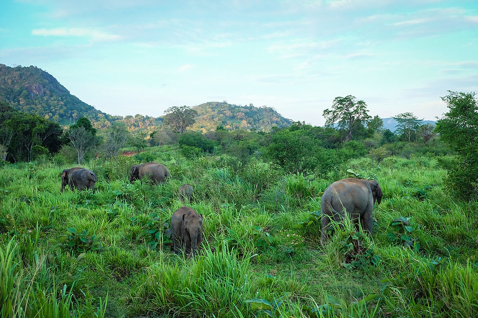 Minneriya National Park