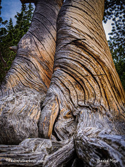 Twisted Growth, Colorado