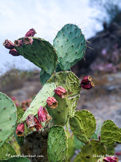 Cacti Kisses, Arizona