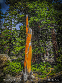 Standing Strong, Colorado
