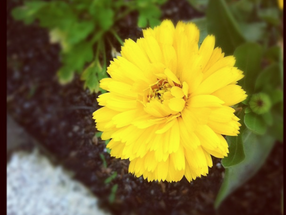 Daisy