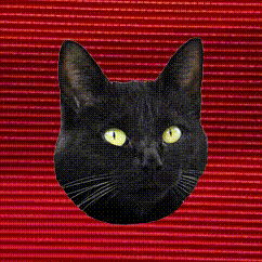 ckat video (1) (2).gif