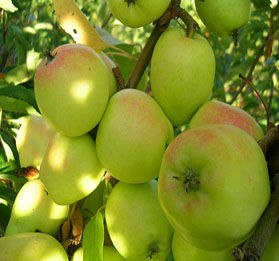 Made in Italy - Cibi Italiani - Molise -