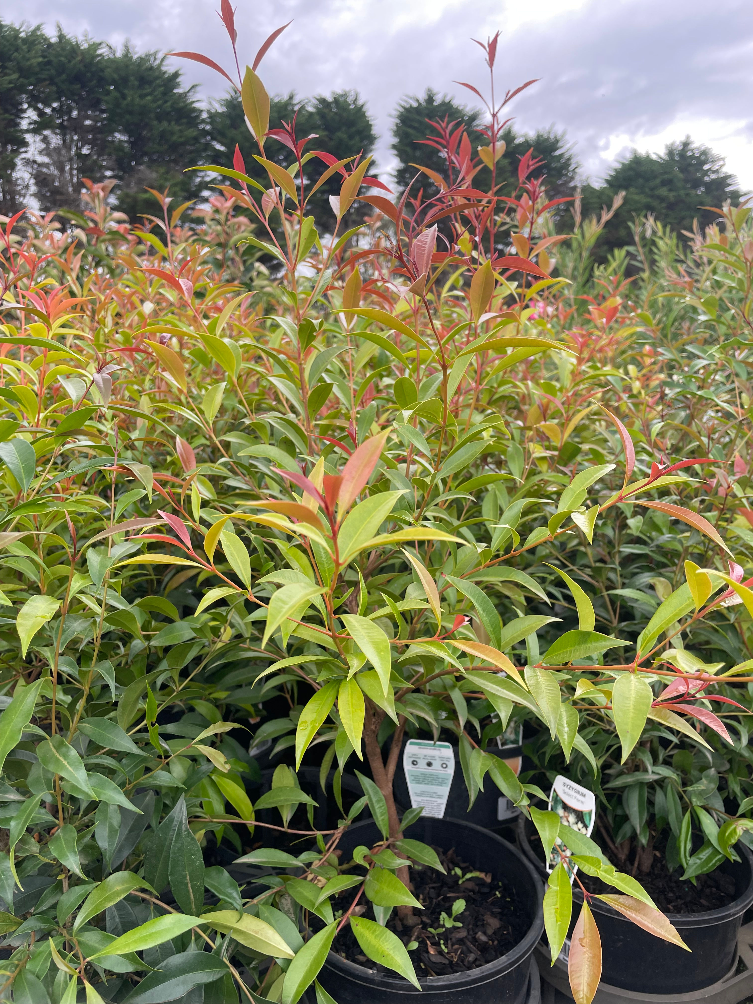 Syzygium Select Form