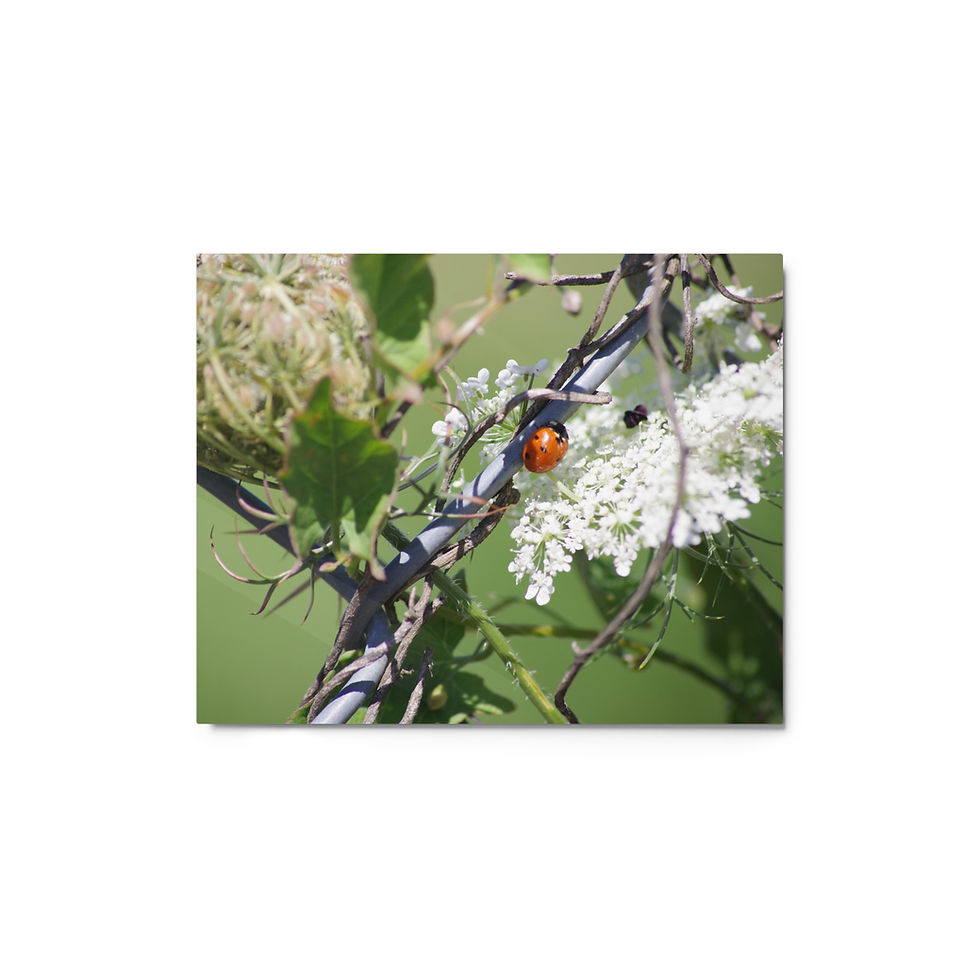 Thumbnail: Ladybug - Metal print