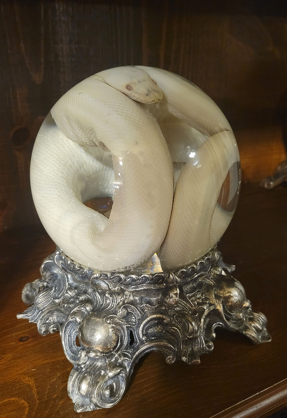 Thumbnail: Preserved ivory reticulated python in XL glass globe with vintage metal base