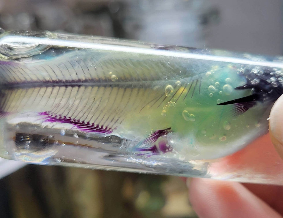 Thumbnail: Diaphonized bullhead catfish