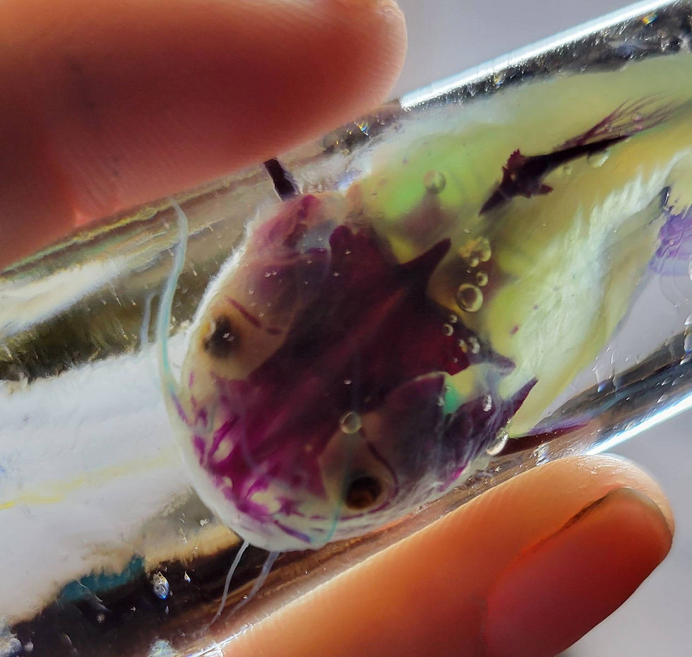 Thumbnail: Diaphonized bullhead catfish