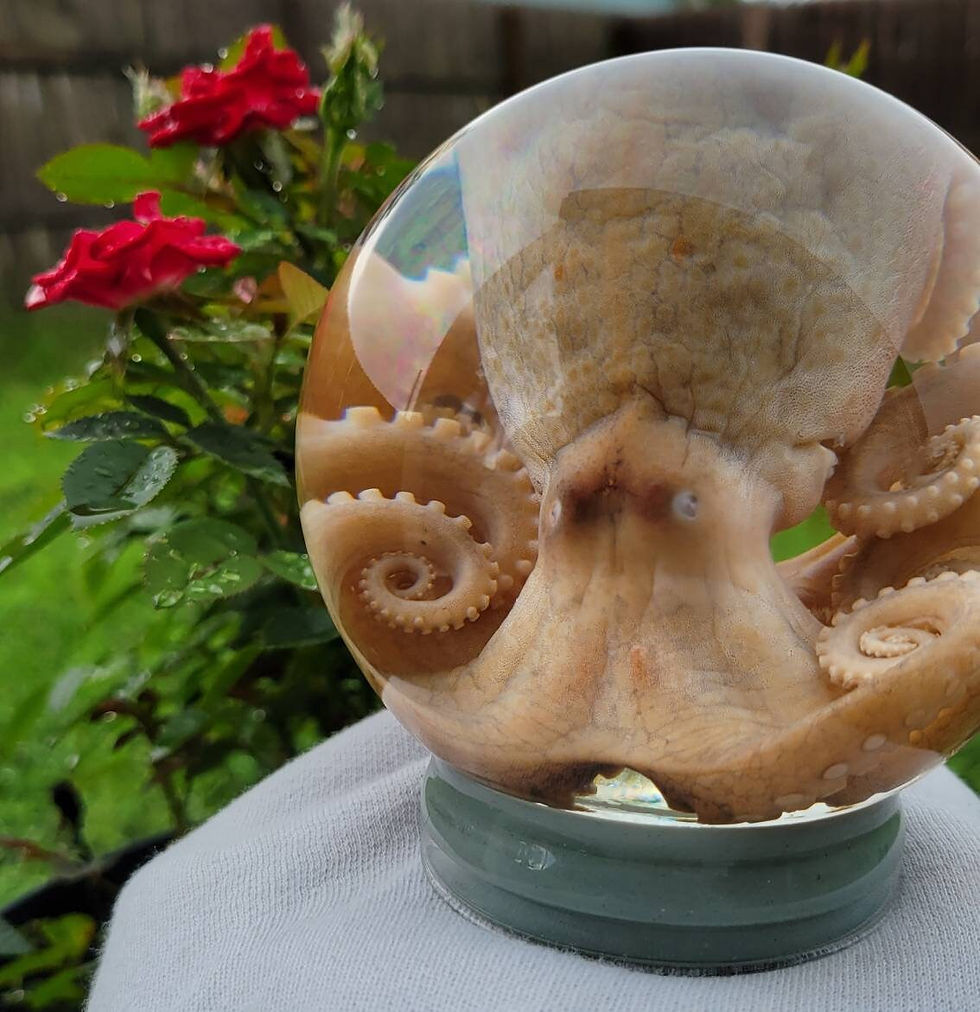Thumbnail: Preserved octopus in globe
