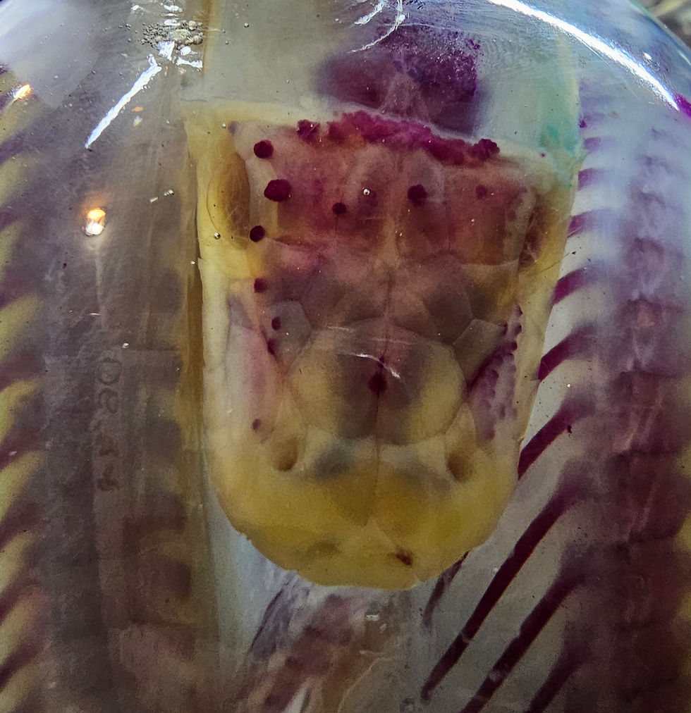 Thumbnail: Diaphonized boa in large skull decanter