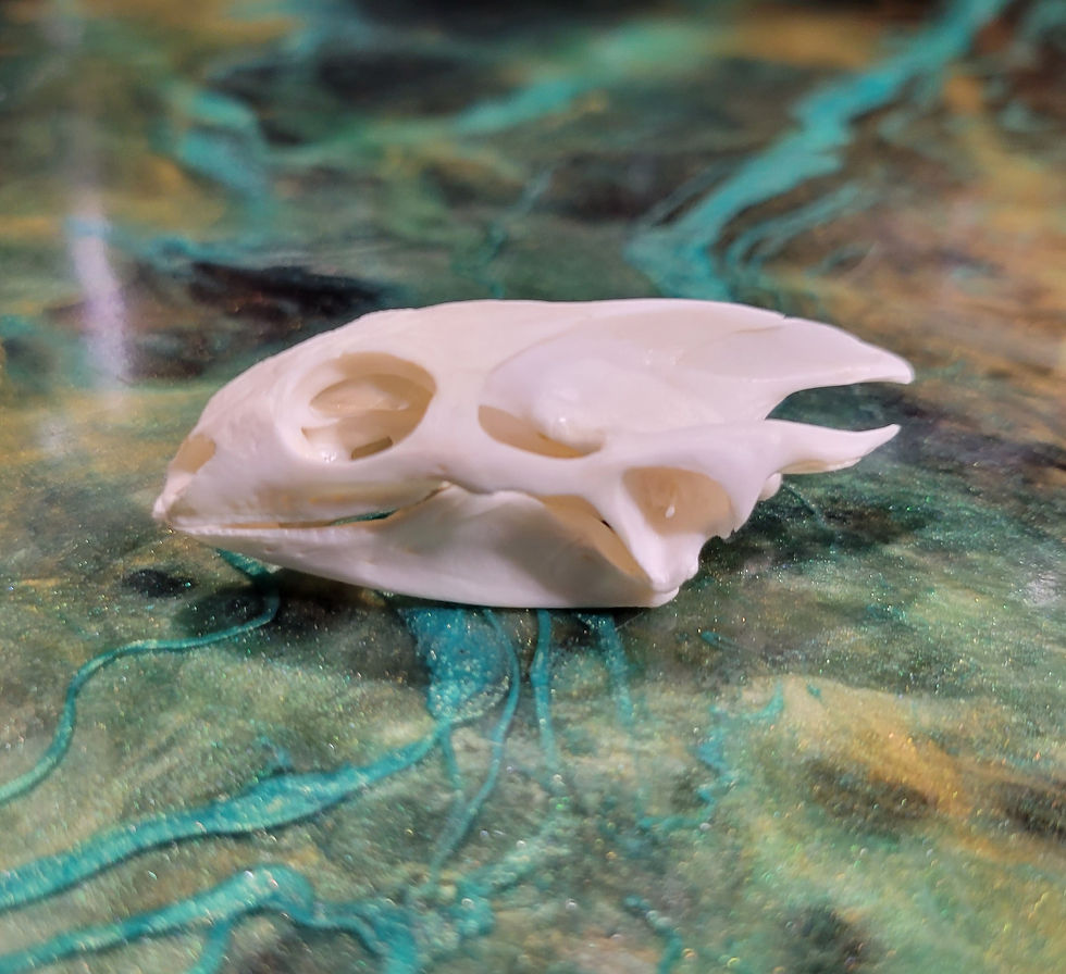 Thumbnail: 20 turtle skulls bulk price