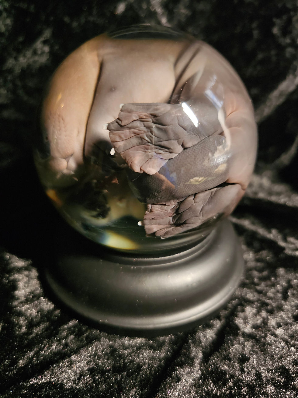 Thumbnail: Preserved baby beavers in 100mm globe
