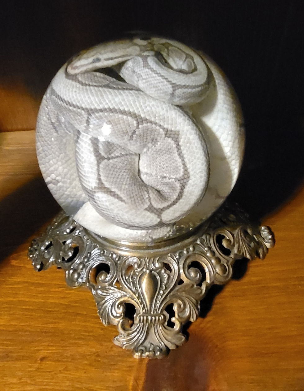 Thumbnail: Preserved gray ball python in XL glass globe with vintage metal base