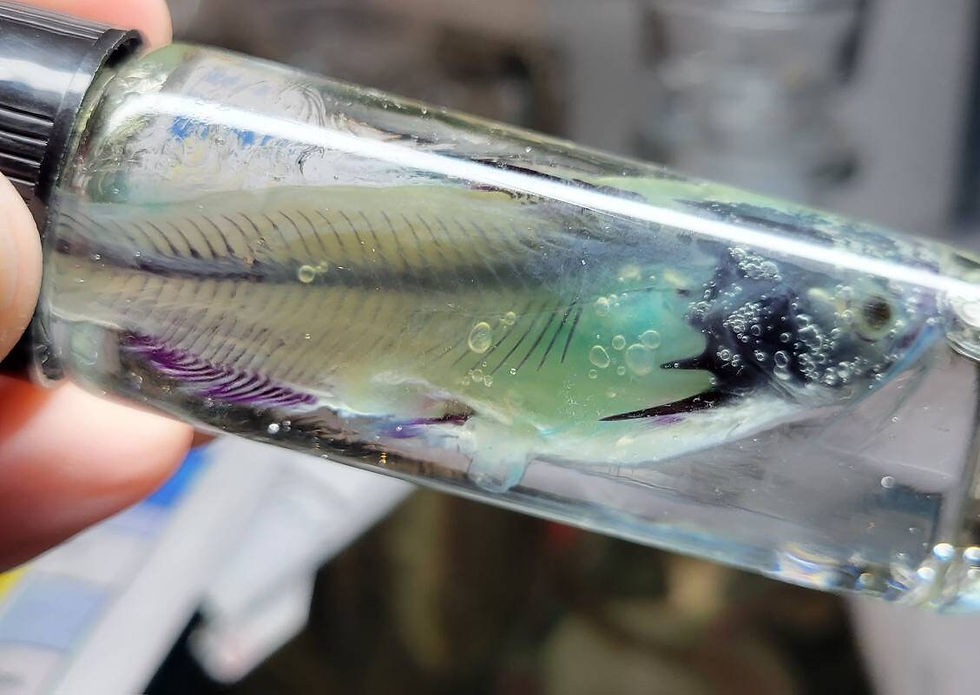 Thumbnail: Diaphonized bullhead catfish