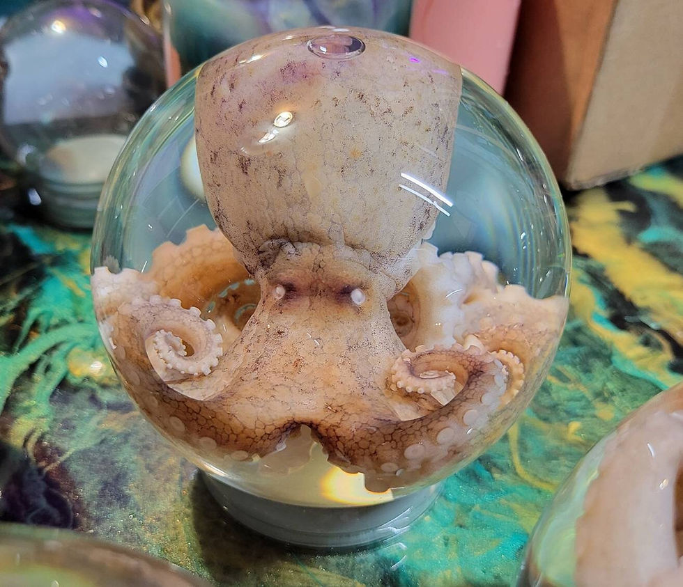 Thumbnail: Preserved octopus in globe
