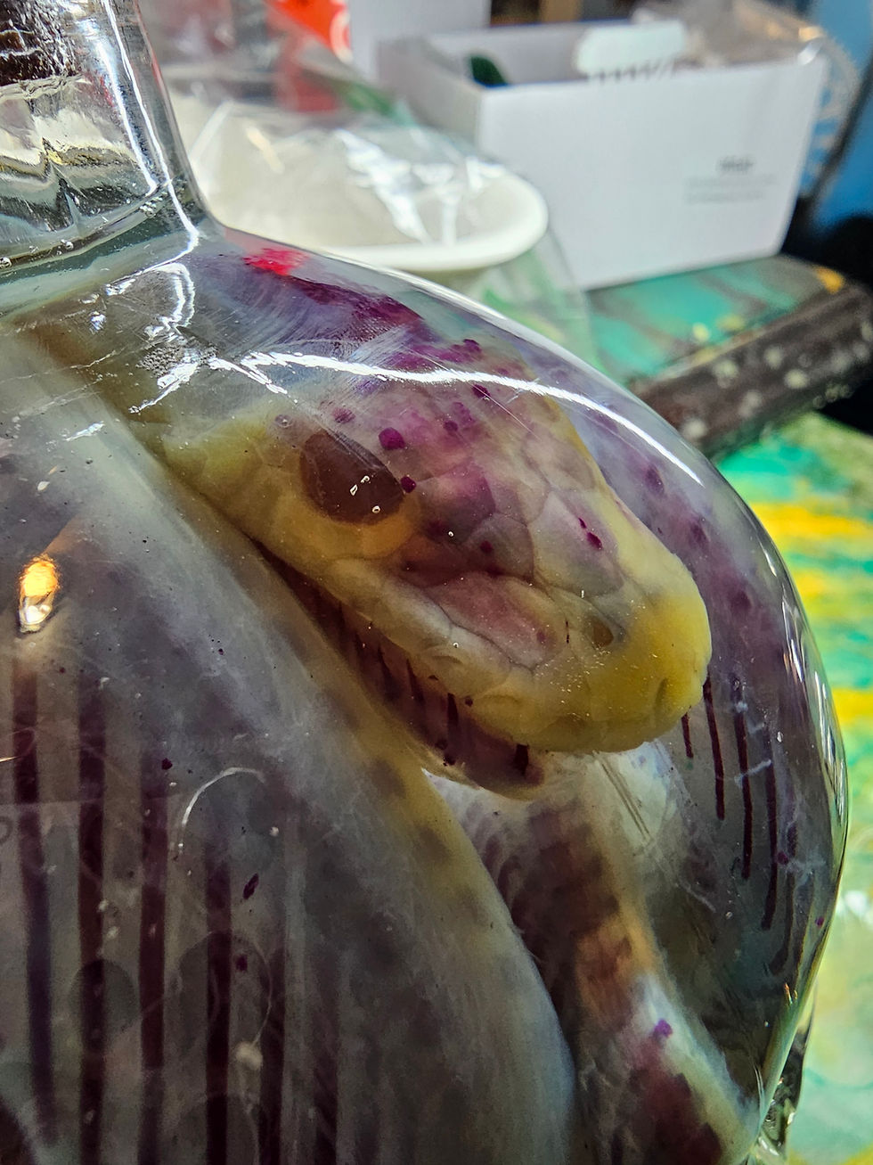 Thumbnail: Diaphonized boa in large skull decanter