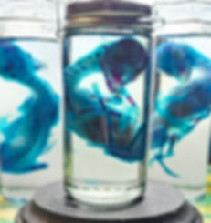 Diaphonized fetal deer