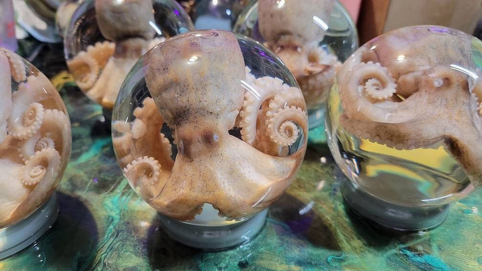 Thumbnail: Preserved octopus in globe