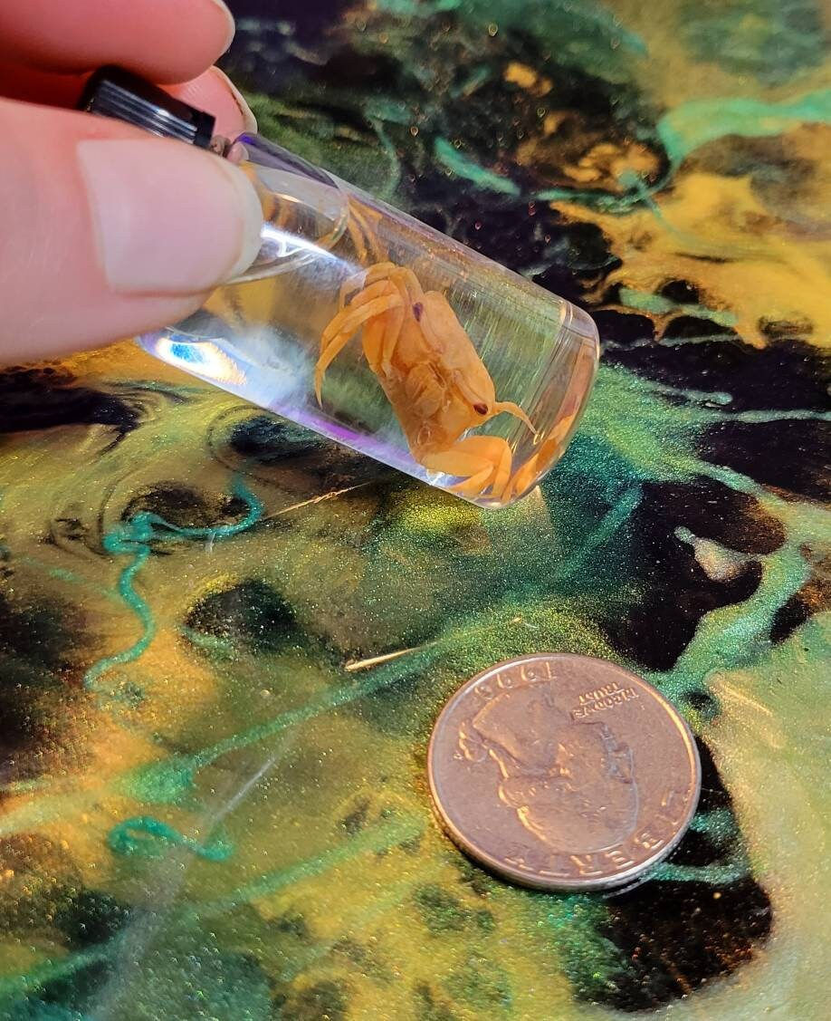 Thumbnail: Fiddler crab wet specimen