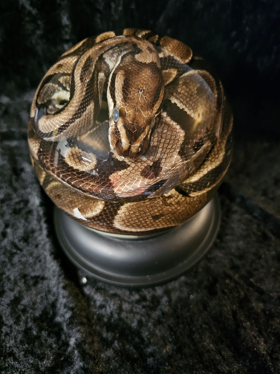 Thumbnail: Damaged ball python 