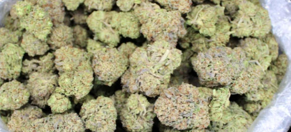 Gorilla Glue (Purple Cut)