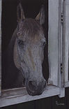 horse GIFTED