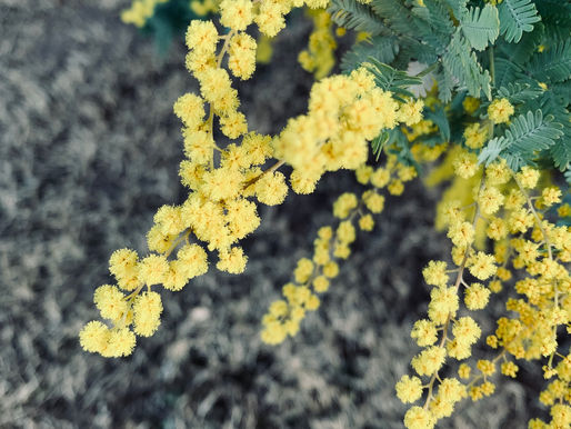 「貧血/漢方でのアプローチ」